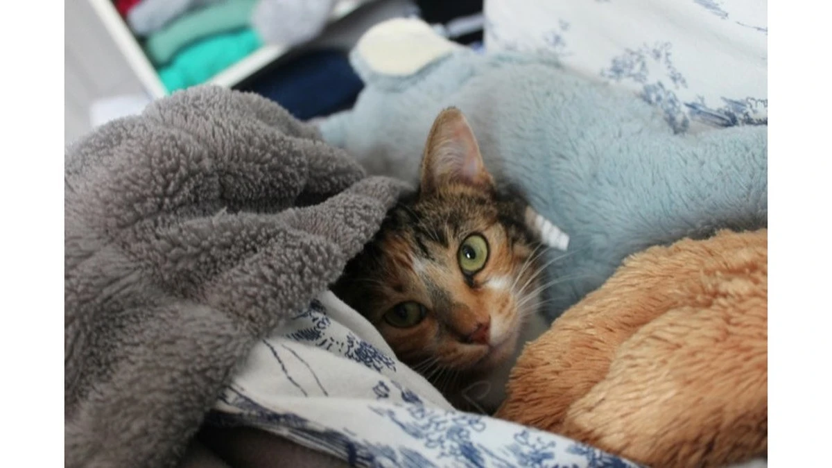Por qué tu gato elige dormir sobre tu ropa usada (y no es por el calor)