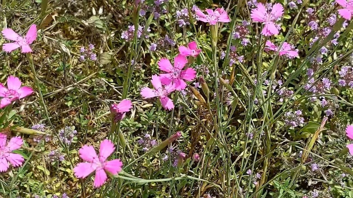 Por qué las flores de mi abuela florecían en tierra pobre y las mías no