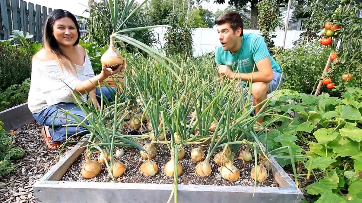 Por qué los agricultores expertos añaden bicarbonato de sodio a sus plantaciones de cebollas - image 1