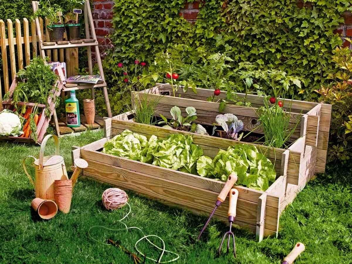 Por qué los jardineros expertos añaden este compuesto único a sus pepinos cada dos semanas - image 1