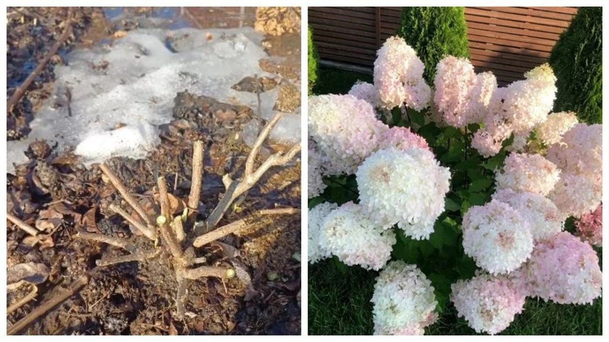 5 reglas para que tus hortensias exploten de flores en primavera