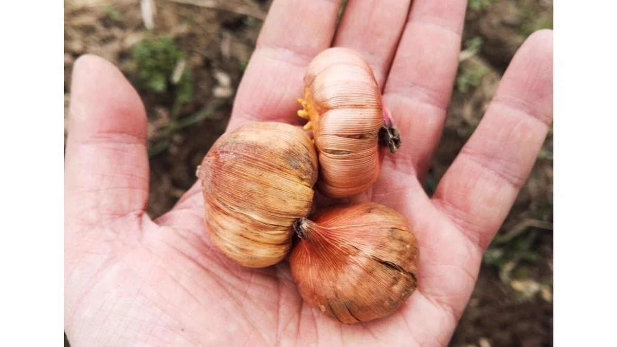 Por qué los jardineros expertos cortan el capullo superior de los gladiolos antes de plantarlos