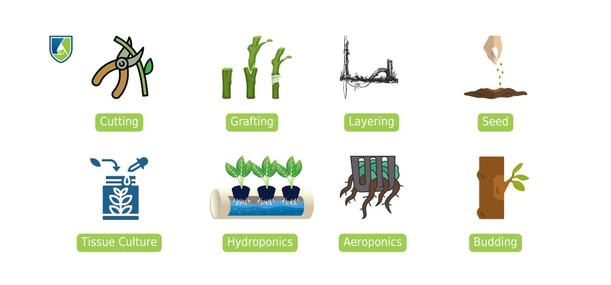 Mi palangė se convirtió en incubadora de raíces: el método 50:50 que multiplica plantas en 30-120 días - image 1