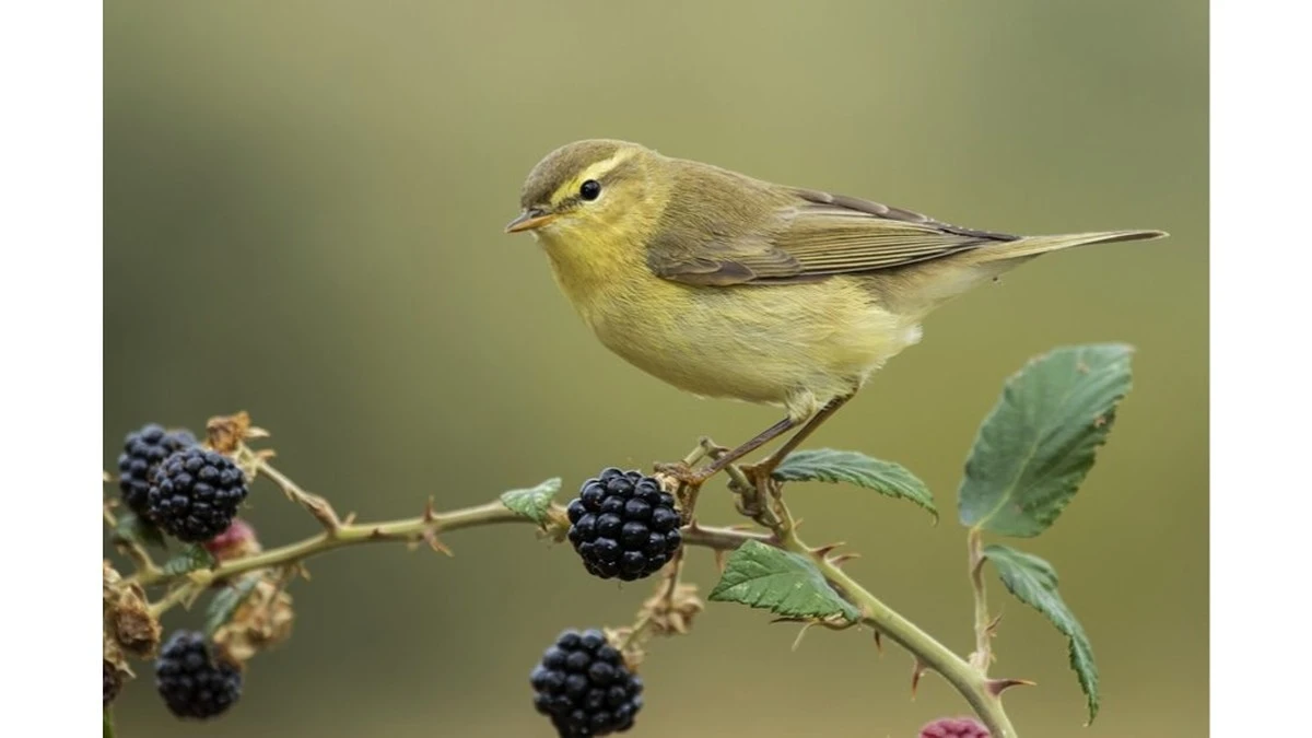 ¿Los pájaros atacan tus bayas? Deja de gastar en redes caras: esto es lo que realmente funciona (y cuesta 3 euros)