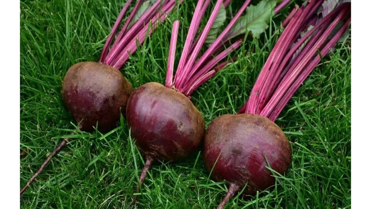 Los 'huecos' en tus remolachas son un error fatal de riego: mi vida cambió en una temporada con este truco de jardinería