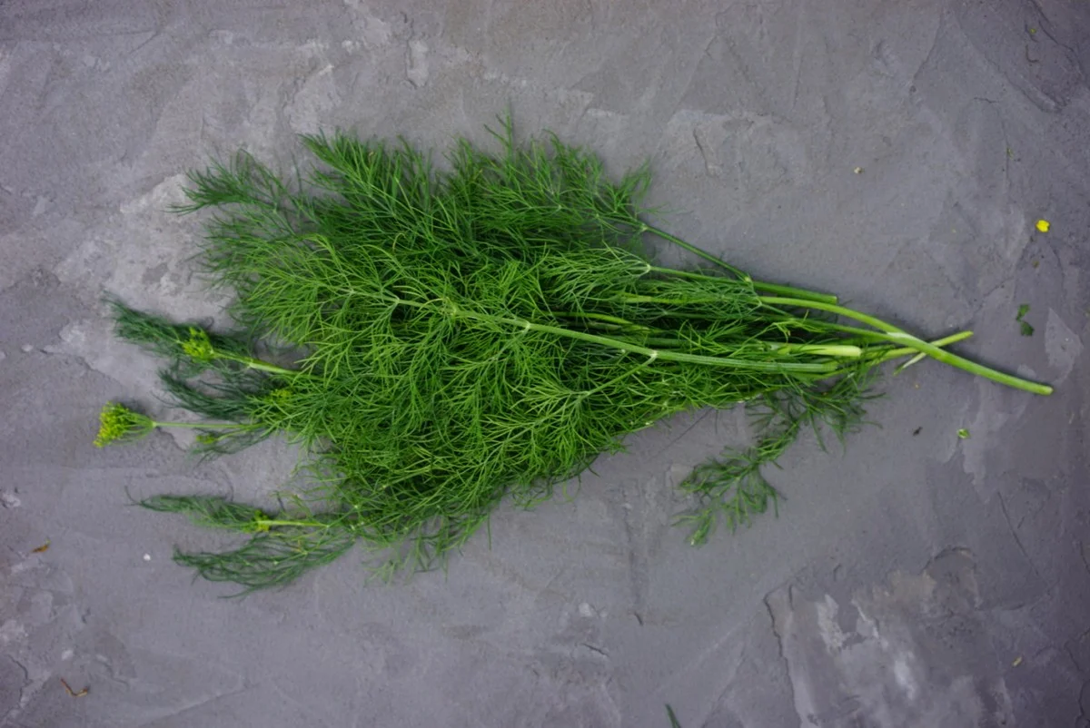 Cómo tener eneldo fresco todo el año: el secreto de los jardineros experto - image 1