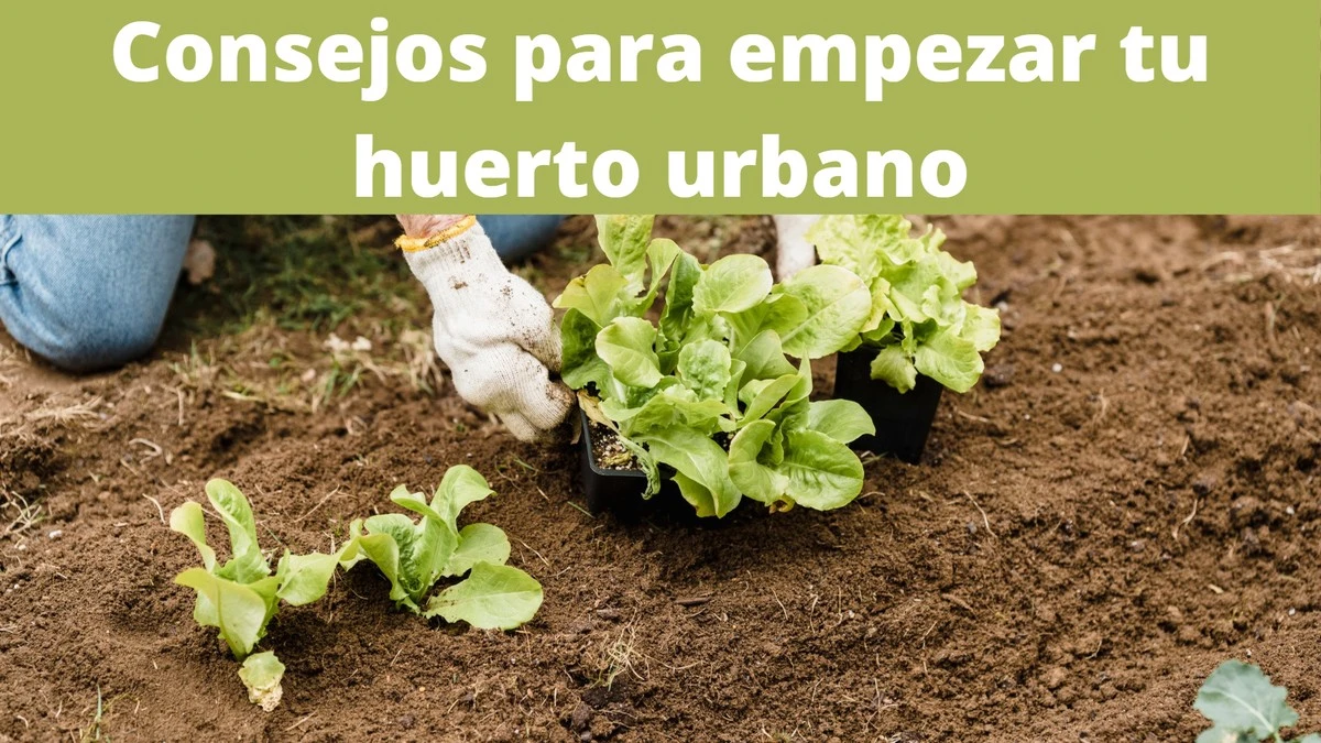 eltrucodelaceni-extra-1.webp El truco de la ceniza y vinagre para eliminar el pulgón en el huerto - image 1