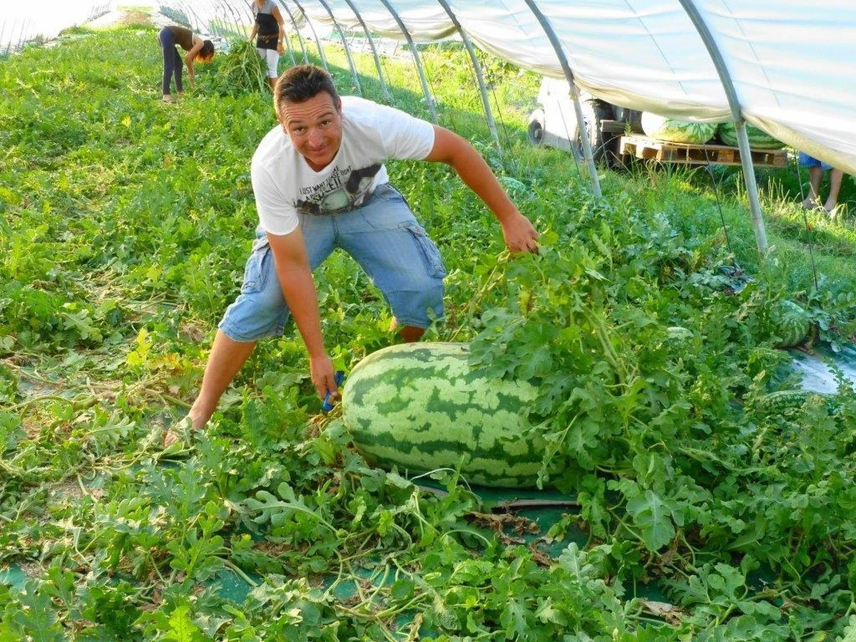 elsecretodemive-extra-1.webp El secreto de mi vecino para cultivar sandías gigantes: más fácil de lo que crees - image 1