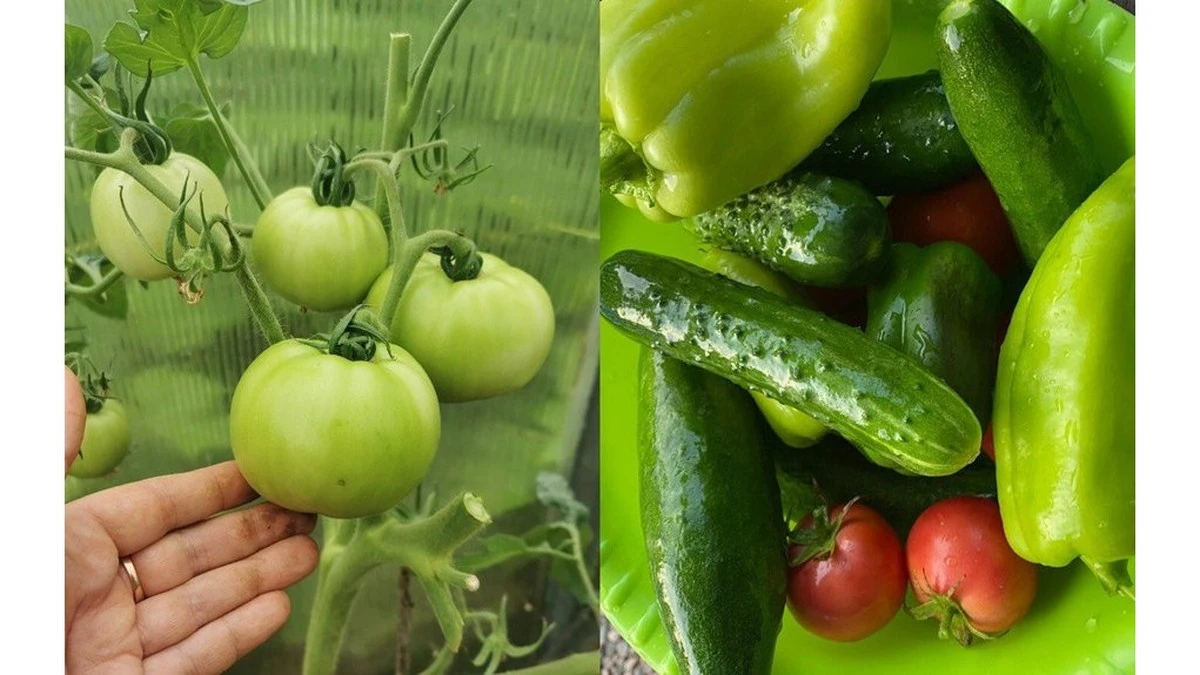 Cómo prolongar la cosecha de tomates hasta el otoño: el truco de la "manta"