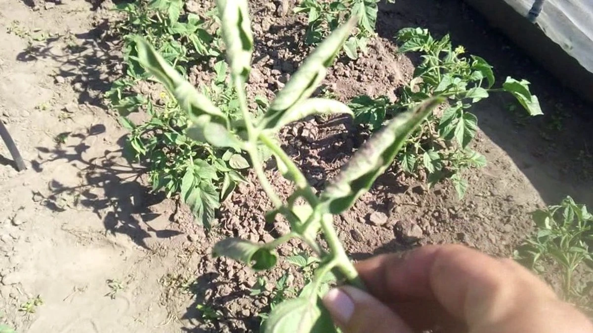 Por qué las hojas de tus tomates se están enrollando y cómo corregirlo en tres pasos