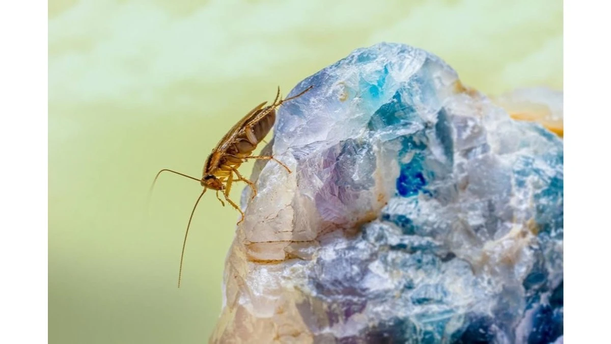 La cena de despedida para las cucarachas: alimenté a una sola y la colonia entera "desapareció"