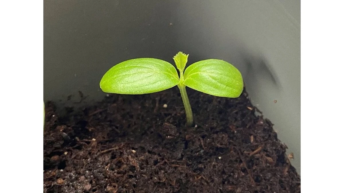 Mi madrina quiso sembrar dos tipos de pepino juntos: la detuve en el último segundo