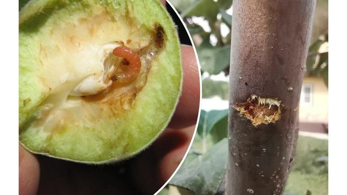 Un solo rociado antes de la floración: adiós a las larvas de manzana todo el verano