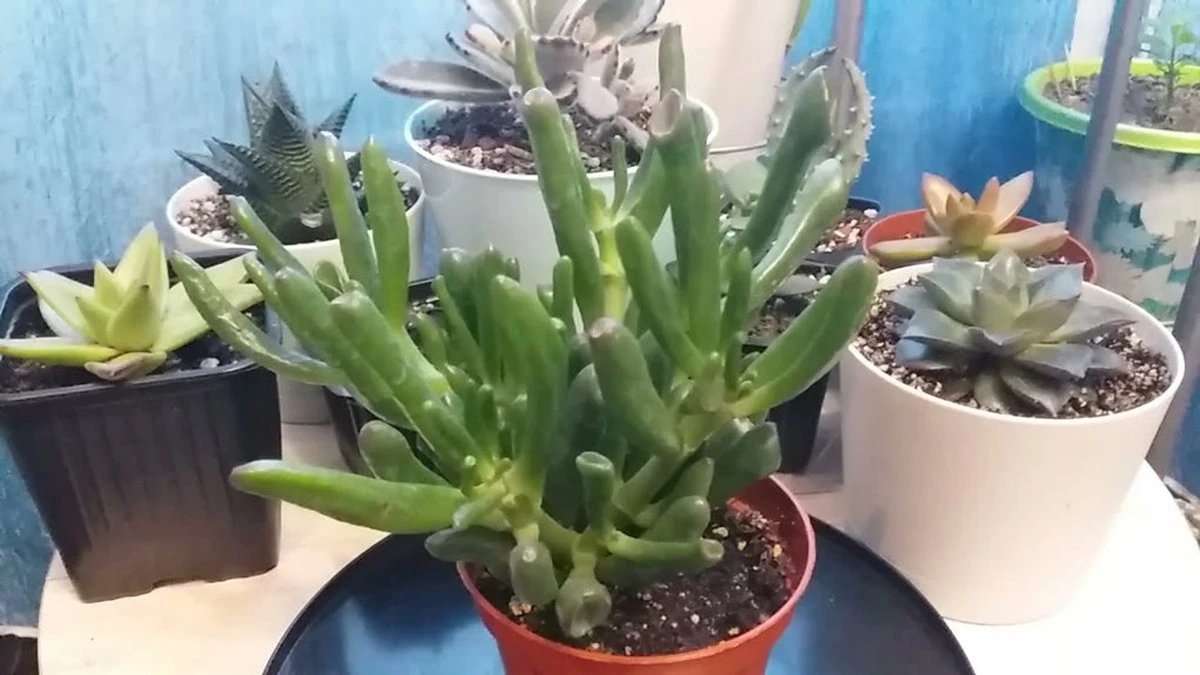 Por qué las hojas de tus suculentas se ponen amarillas en invierno (y cómo salvarlas)