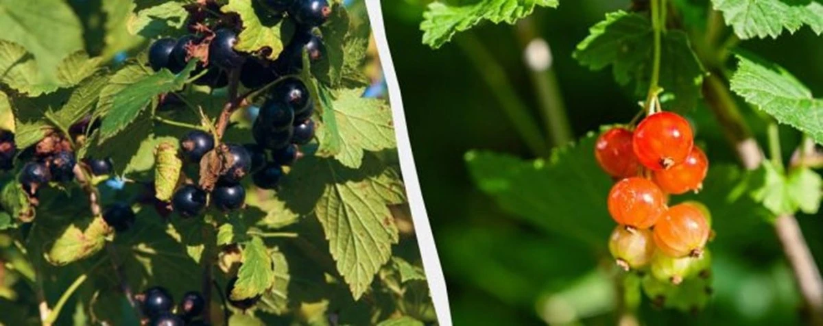 Por qué tus grosellas y espinos pierden los frutos antes de tiempo y cómo evitarlo