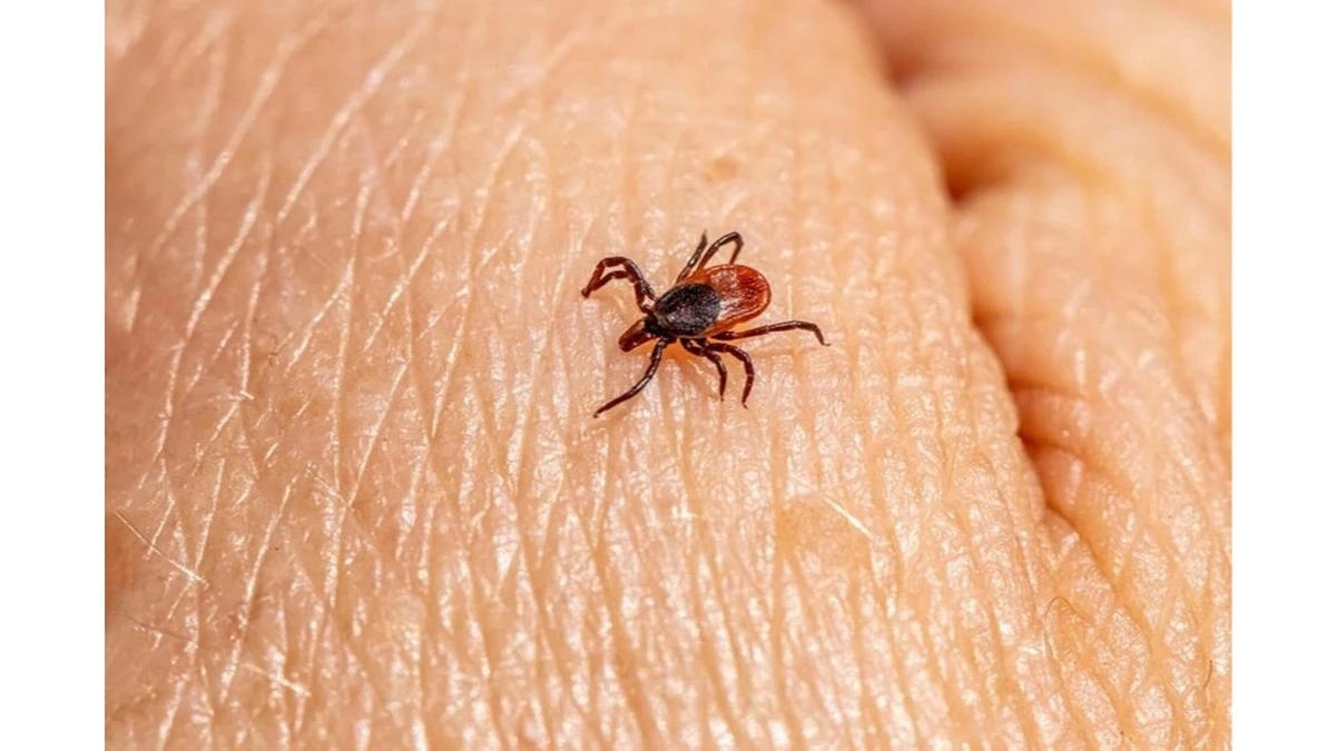 Repelente de mosquitos y garrapatas casero: el secreto de apenas 2 euros que usan tus vecinos