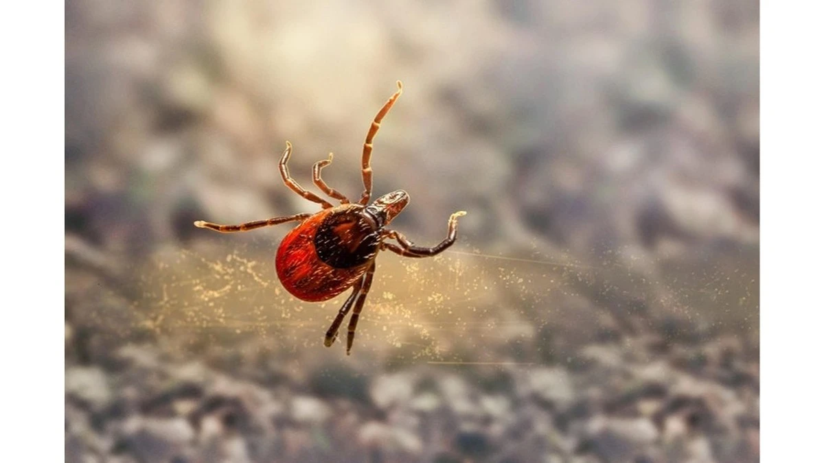 Por qué dejé de encontrar garrapatas en mi jardín después de dos semanas: tres cambios que lo cambiaron todo
