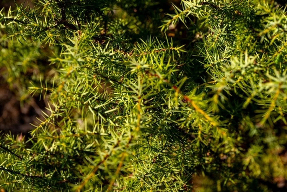 El antiguo remedio olvidado para los riñones que el frío ataca primero