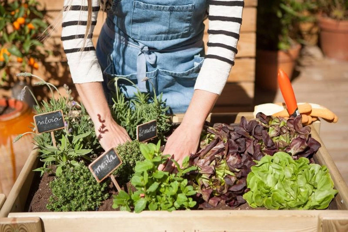 Por qué los agricultores expertos añaden kéfir al riego de sus pepinos - image 1