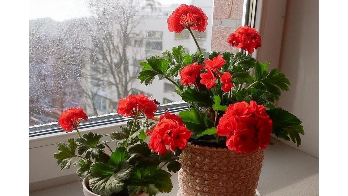 2 gotas de yodo: la solución secreta para que tus geranios florezcan sin parar