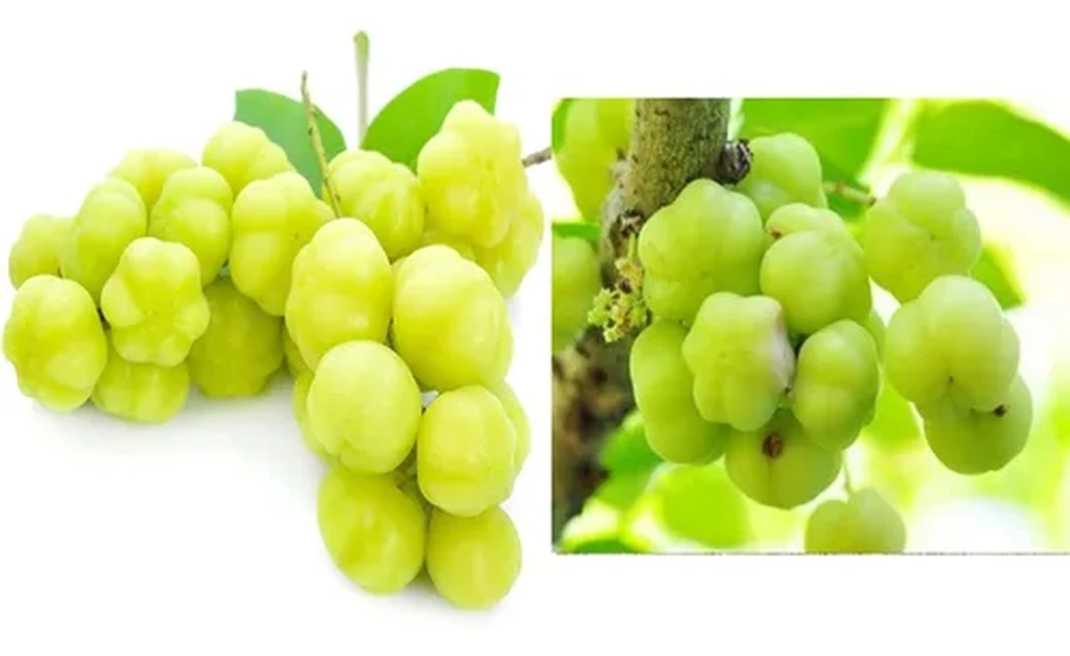 agrietadogrosel-extra-1.webp Agrietado Grosellero: No es el frío, es un insecto. 3 pasos o perderás el arbusto - image 1