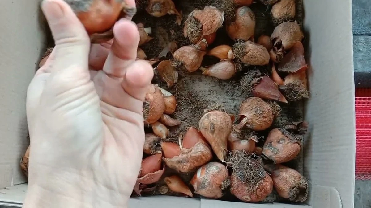 Mantén tus bulbos de tulipanes y narcisos floreciendo: 2 métodos probados para almacenarlos en invierno