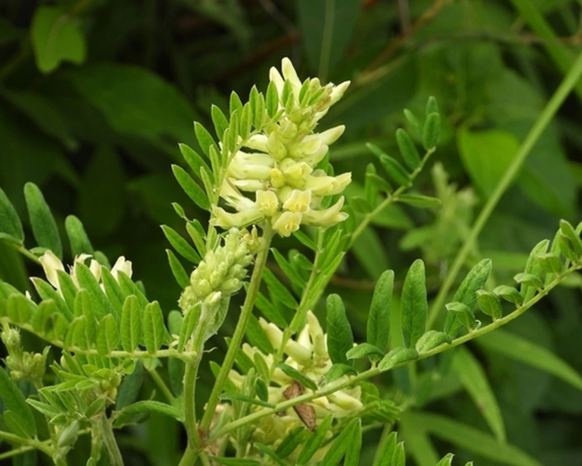 La farmacéutica revela: "Los chinos usan esta planta milenaria, ¡y crece en nuestros campos sin que la sepamos!"
