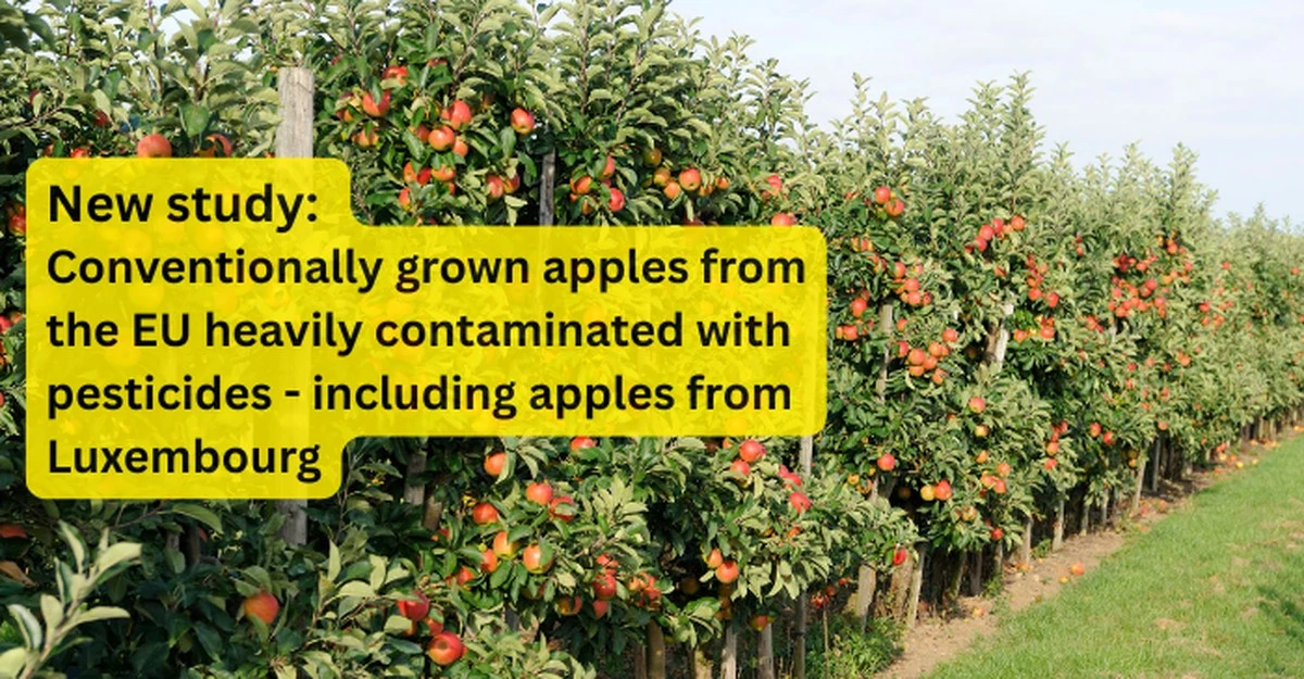 La verdad oculta tras el brillo de las manzanas: hasta el 85% de las frutas europeas contienen un coctel peligroso de pesticidas - image 1