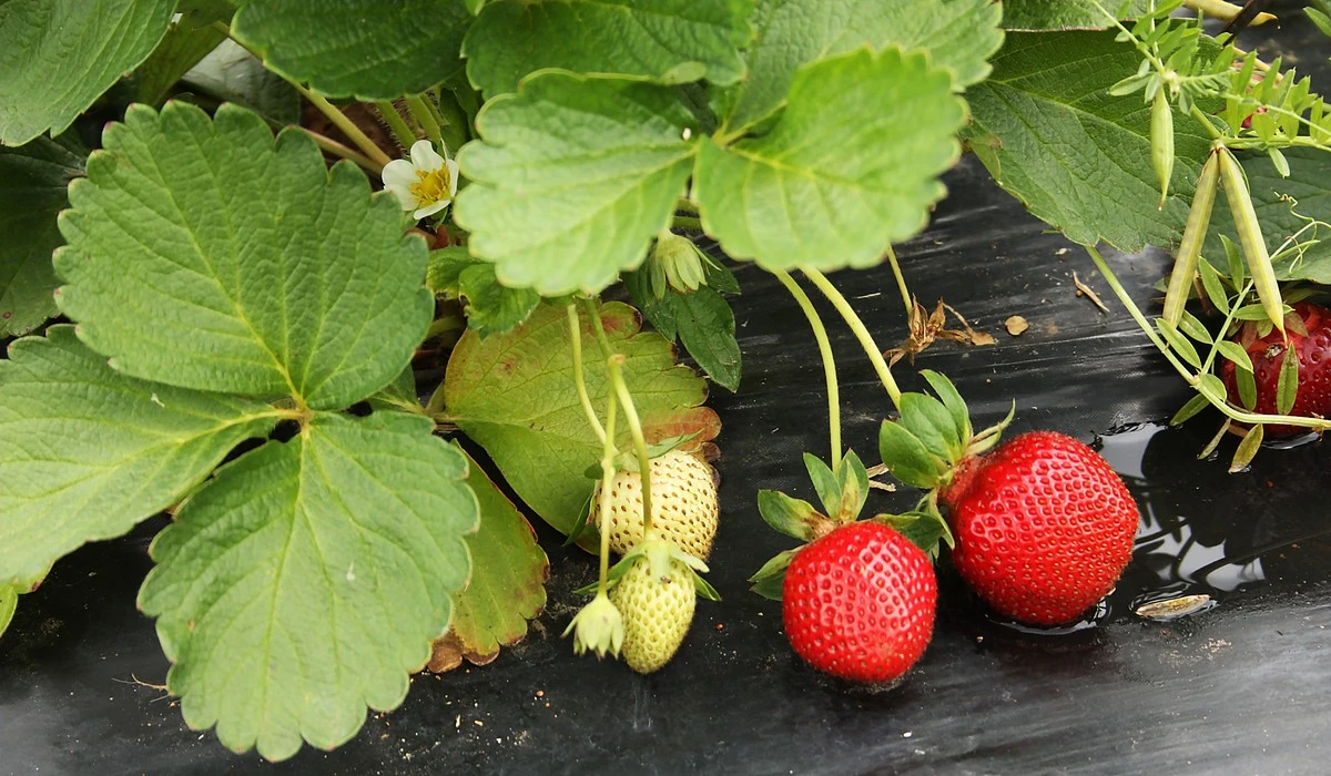 Por qué tus fresas florecen pero no dan fruto: el error común que puedes corregir en 14 días - image 1