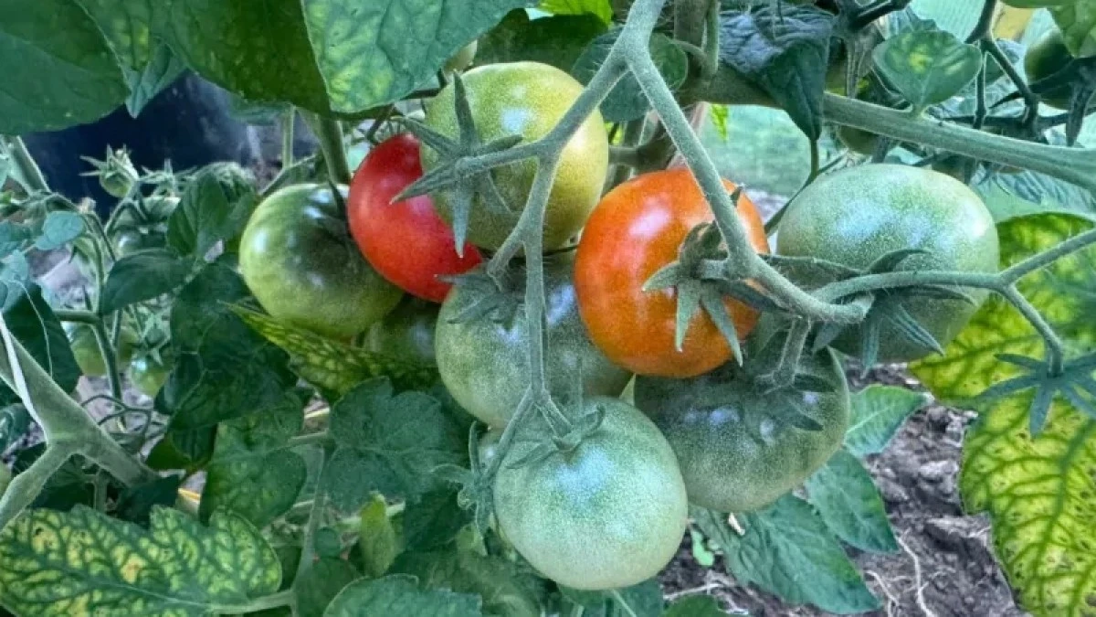 Por qué tres tratamientos bastan para proteger los tomates del mildiu hasta las heladas
