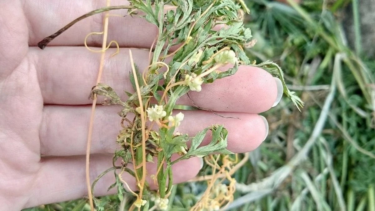 Prepara tus plántulas para las heladas con este truco de jardinería casero