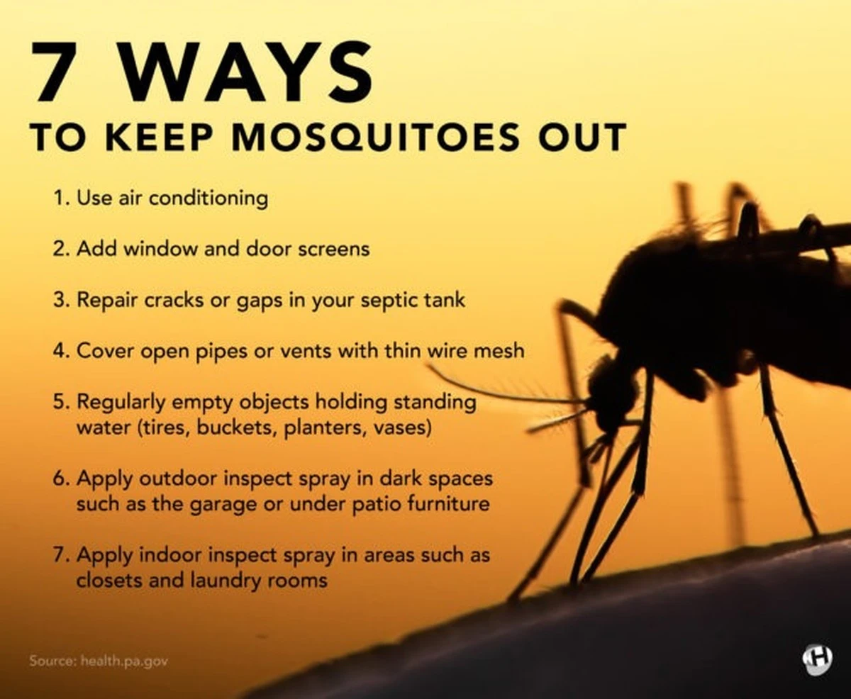 Por qué los mosquitos siempre te pican a ti y no a tu acompañante - image 1