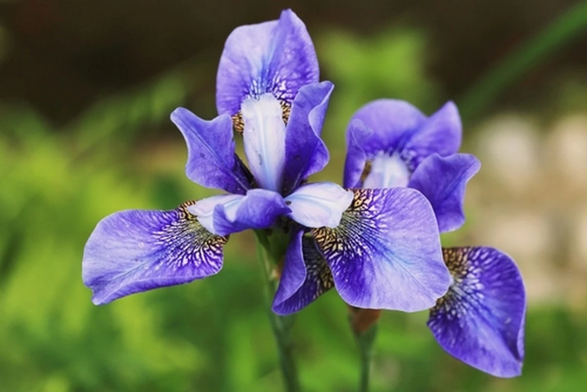 El secreto del lirio que los médicos no quieren que sepas sobre el azúcar