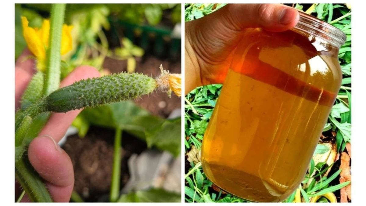 Por qué cinco plantas de pepino son suficientes si usas este abono casero