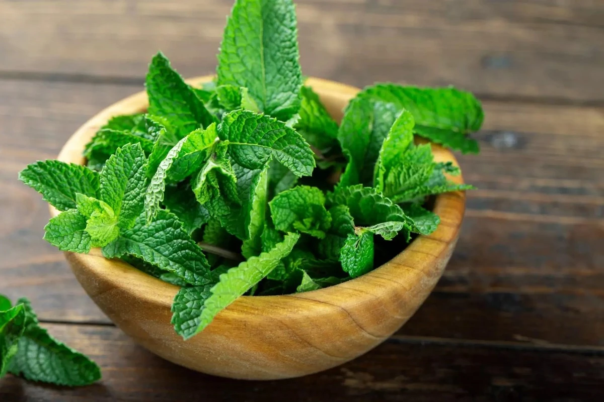porquelamentase-extra-1.webp Por qué la menta seca pierde su aroma y cómo conservarla como recién cortada - image 1