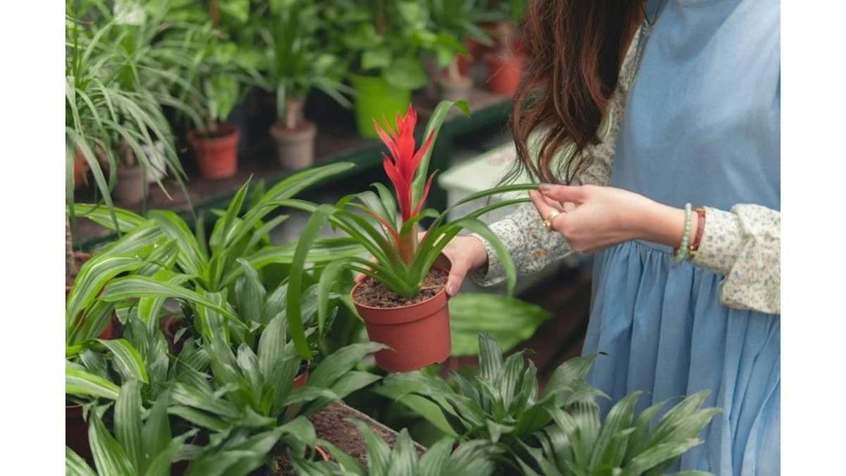 Tus plantas crecerán más fuertes con este simple gesto (científicamente comprobado)
