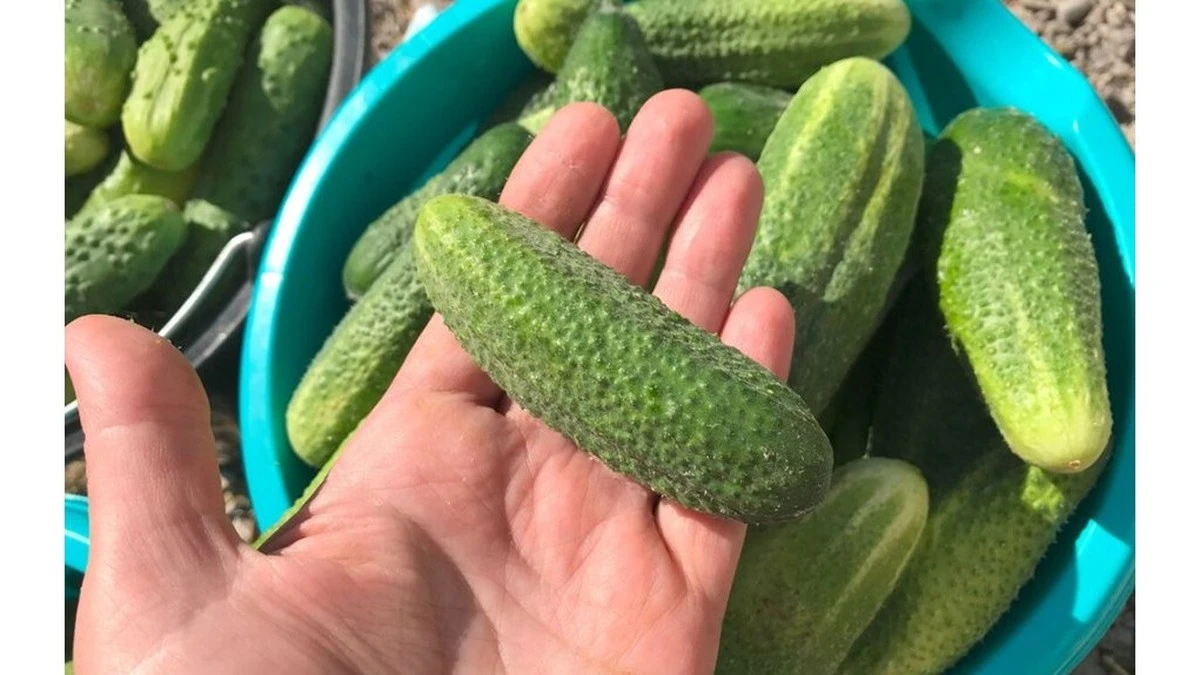 Por qué plantar las mismas variedades de pepino no siempre funciona: mi experimento de campo