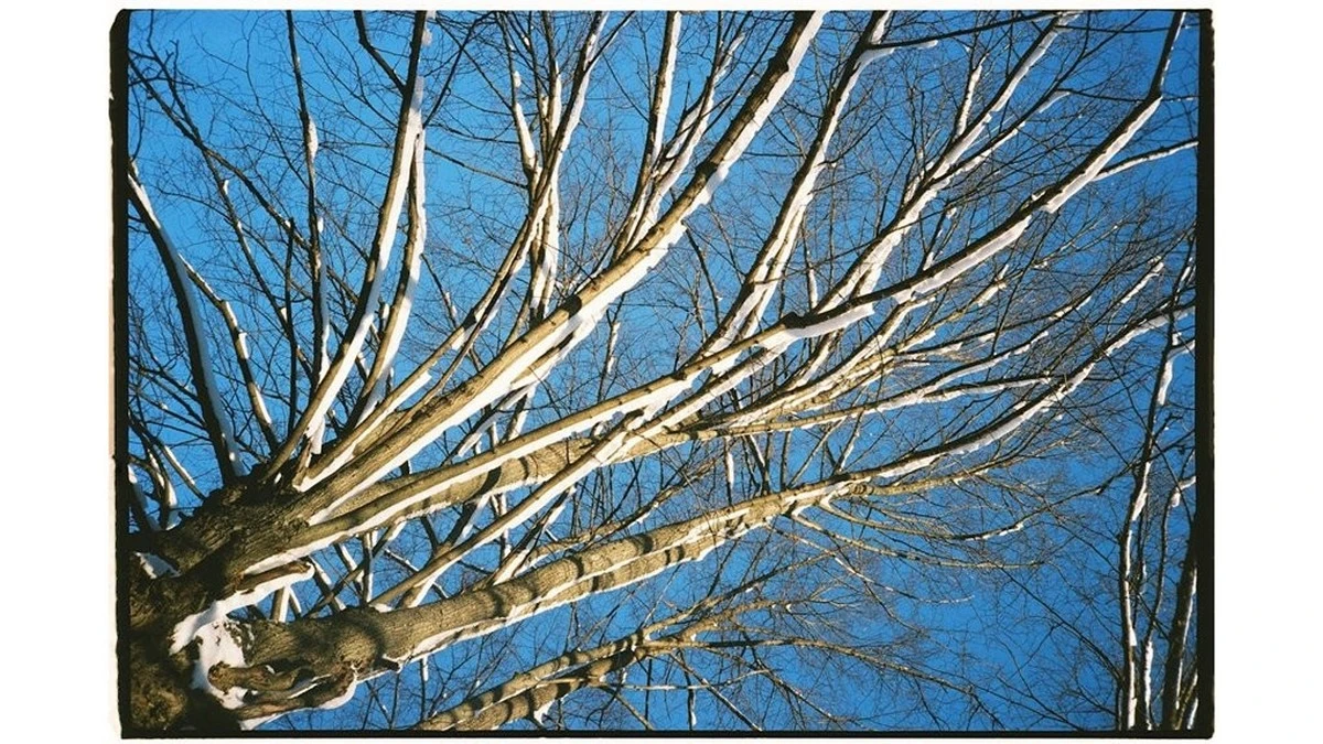 Cómo reanimar tu jardín después del invierno más frío: 3 fertilizantes que cambiarán todo