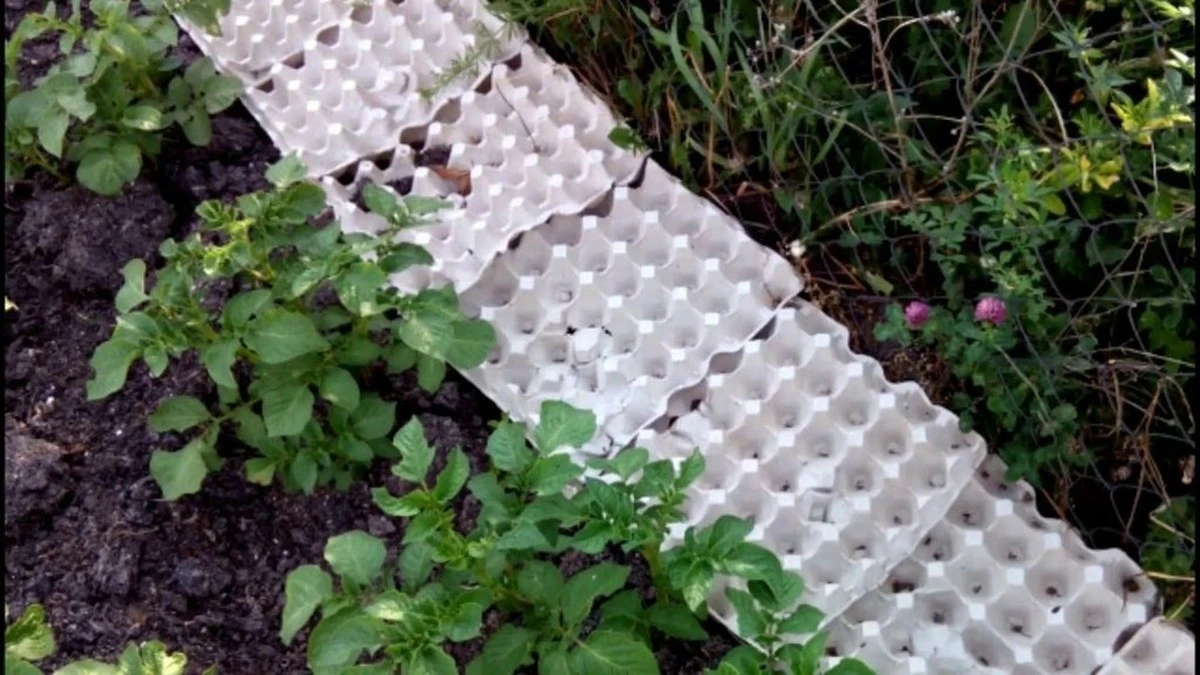 La abuela de mi pueblo guarda 7 cartones de huevos a la vez y la razón cambiará tu forma de cultivar