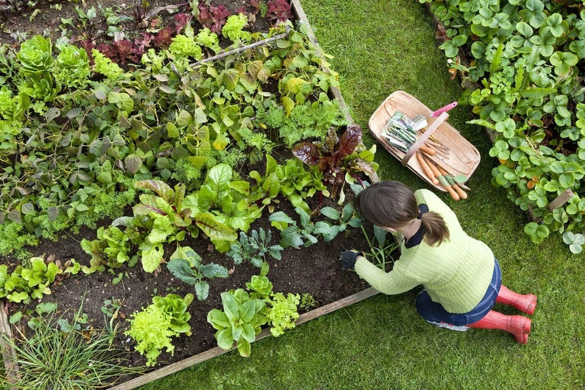 porquelosjardin-extra-1.webp Por qué los jardineros expertos entierran cerillas en sus macetas de semillero - image 1