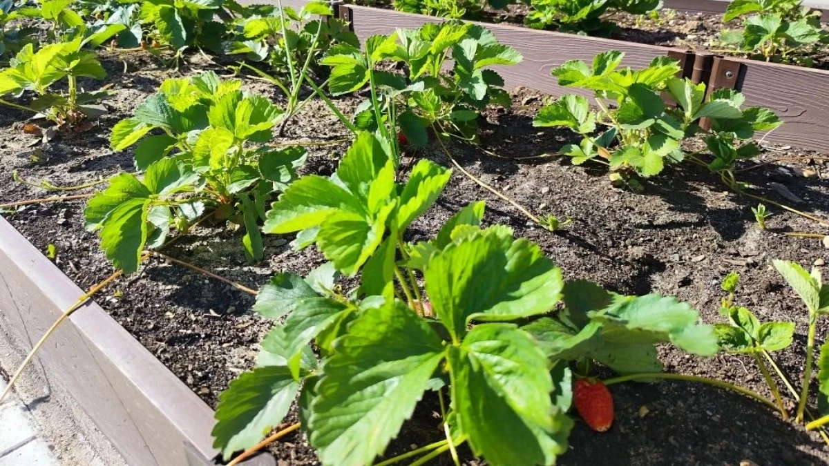 El truco con agujas de pino para acelerar la maduración de las fresas en tu huerto