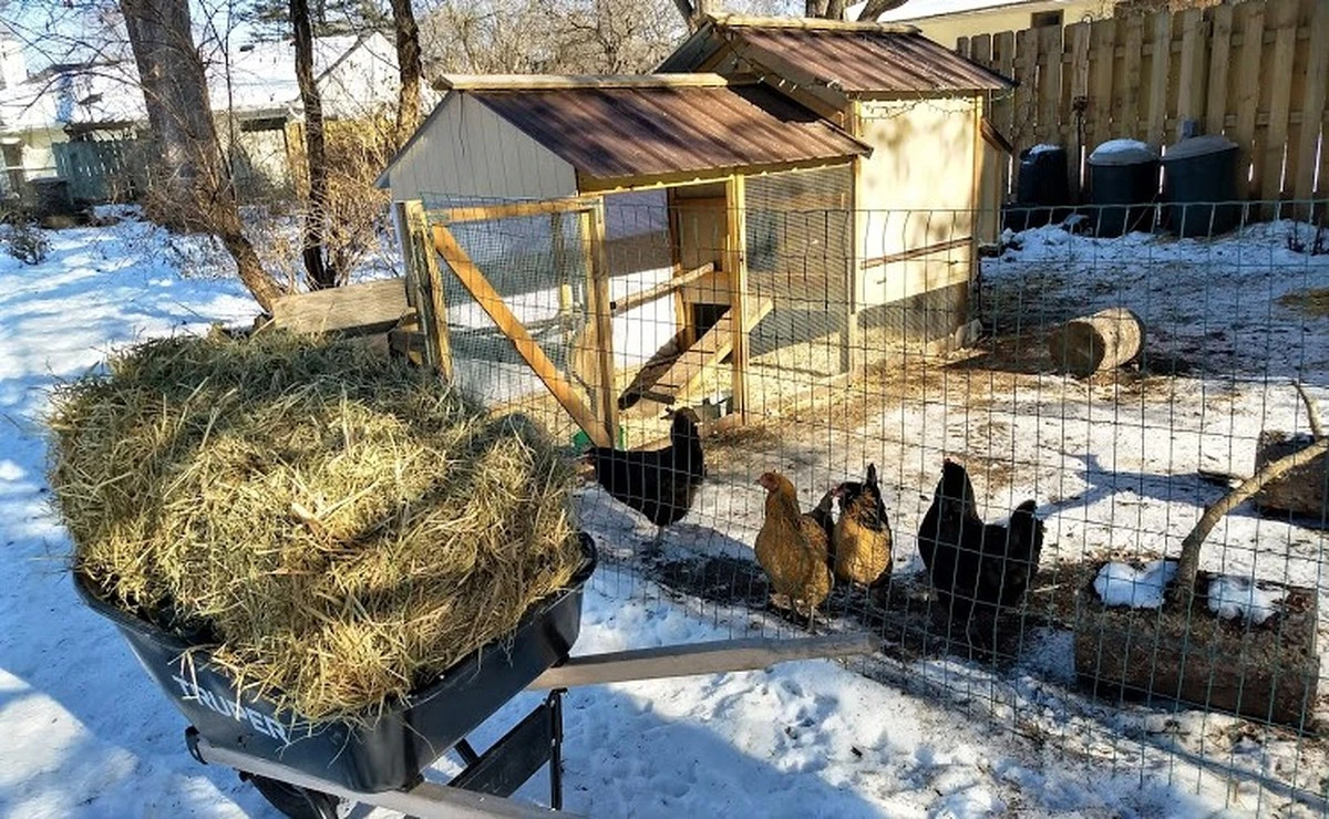 Por qué tus gallinas ponen menos en invierno: el tónico natural de cuatro ingredientes que marca la diferencia - image 1