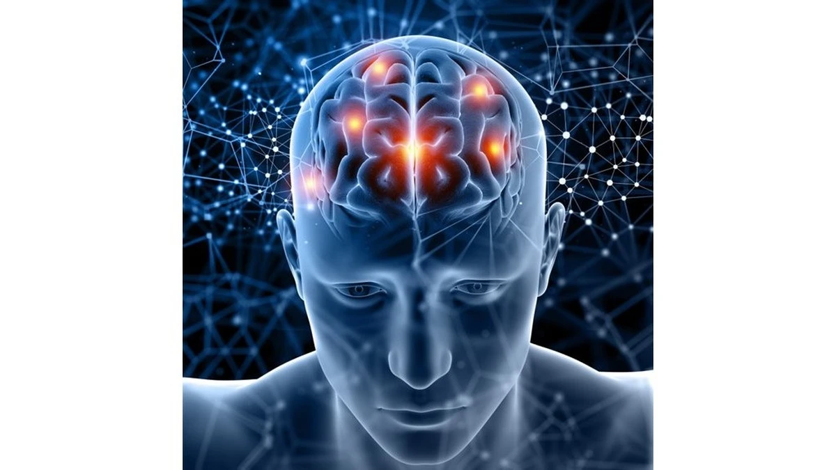 El cerebro cambia hasta los 32: Descubre cuándo te conviertes realmente en adulto