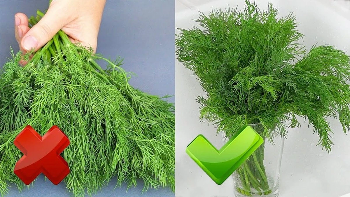 Cómo mantener el eneldo y el perejil frescos hasta 3 semanas: el truco de los chefs que debes conocer