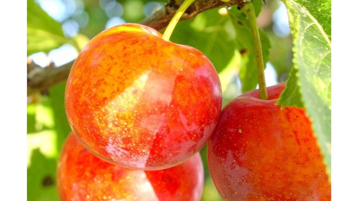 Híbrido de ciruela y albaricoque: 50 kg de fruta y resistencia invernal en tu jardín