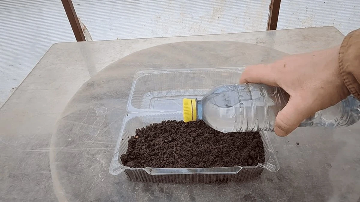 Crea un mini invernadero en 5 minutos y ten plántulas listas en 3 días: el secreto de los expertos