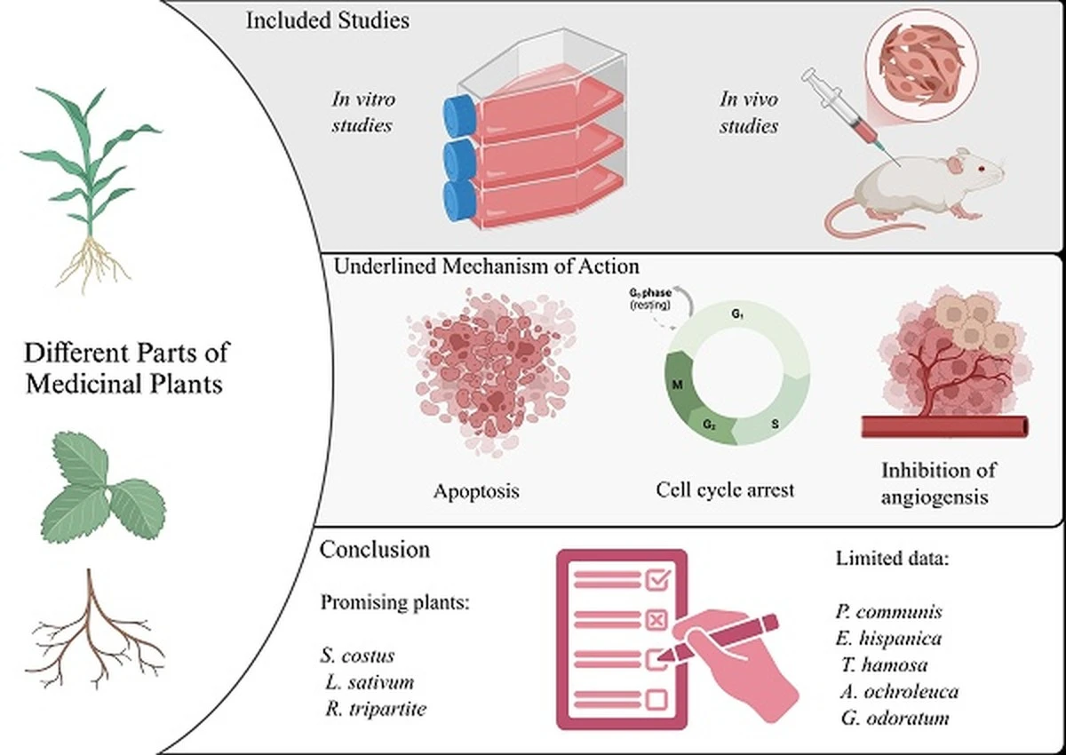 curcumachagaoor-extra-1.webp ¿Curcuma, chaga o ortiga matan el cáncer? Un médico revela la verdad detrás de los estudios - image 1
