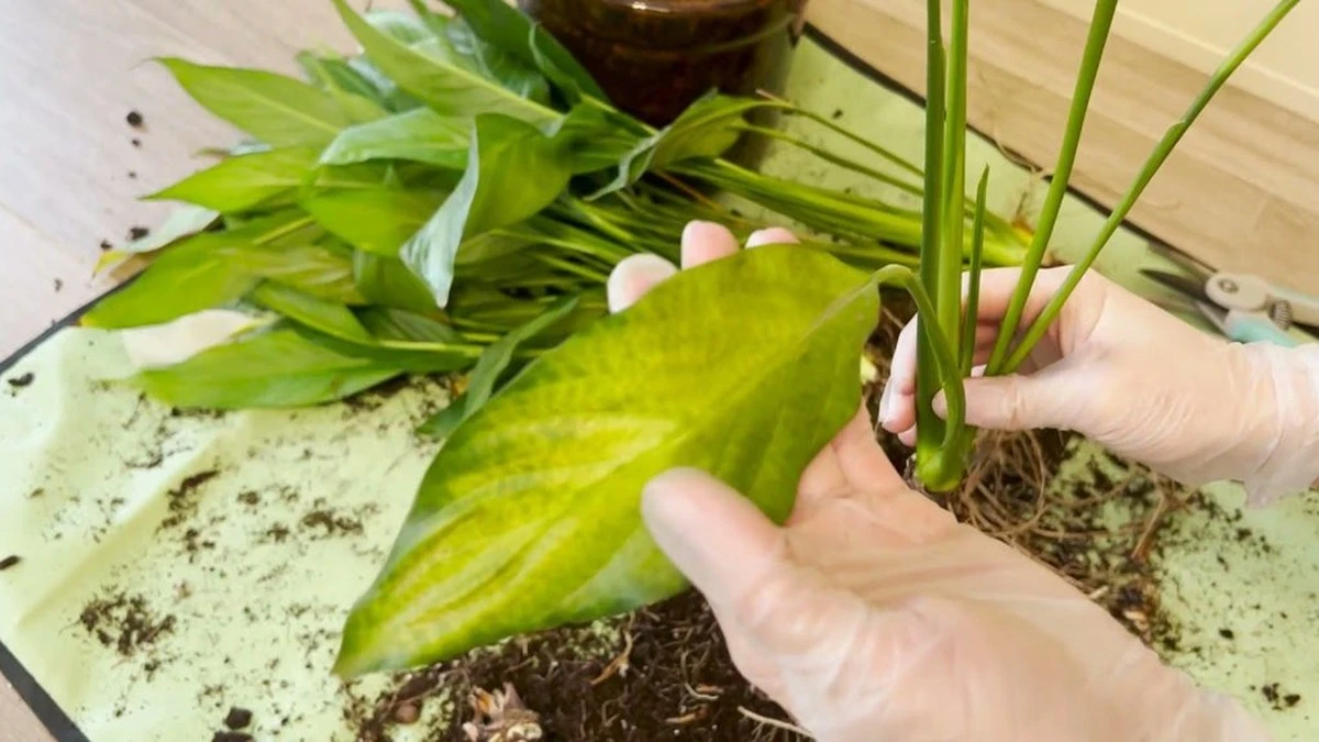 3 errores al trasplantar tu espatifilo que le impiden crecer y florecer – la florista revela cómo solucionarlos