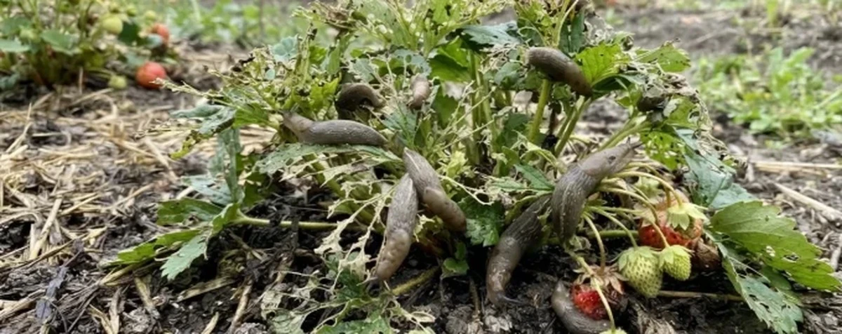 Por qué las babosas están destruyendo tus fresas ahora que ya terminó la cosecha