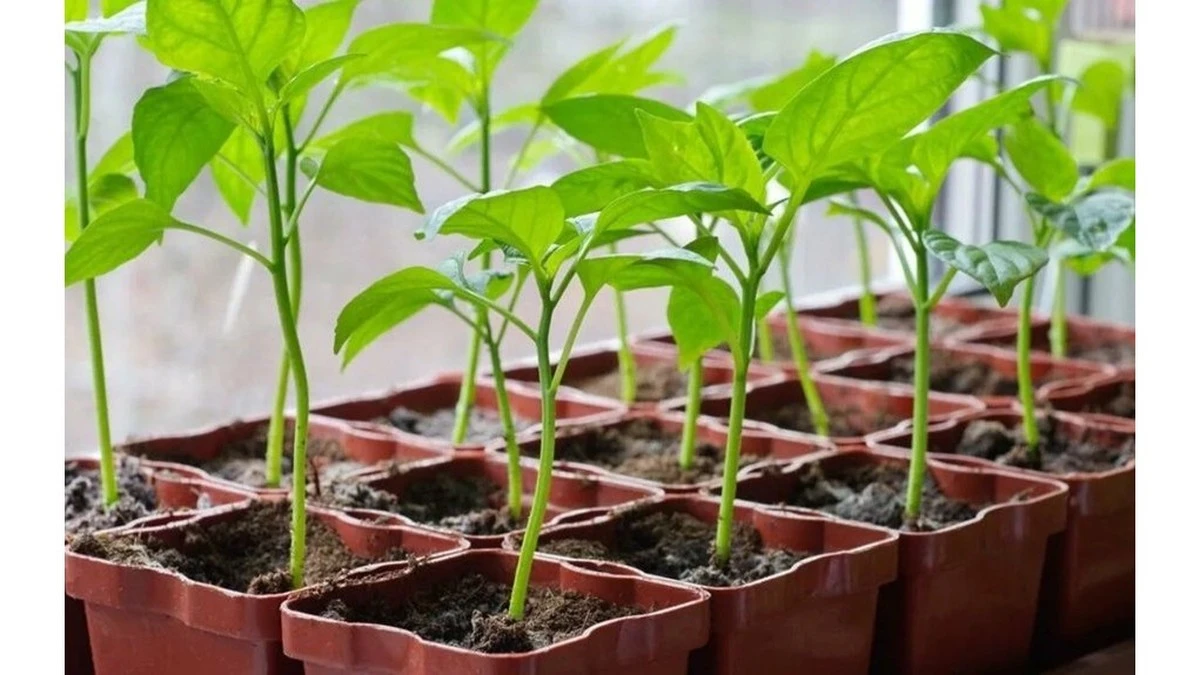 ¿Cuándo germina realmente el pimiento? Los jardineros te revelan sus secretos